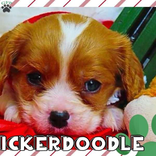 Snickerdoodle, Cavalier King Charles Spaniel Puppy